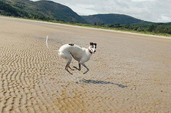 Across the Dunes