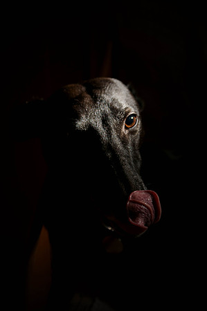 Tegwan in the Dark