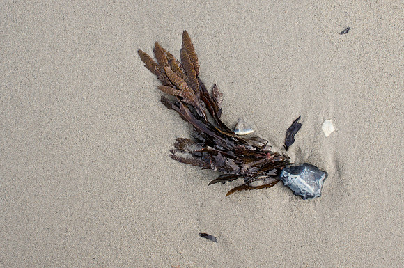 Beachcomber31
