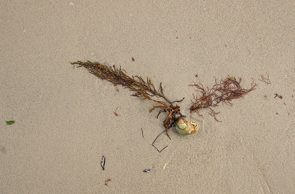 Beachcomber35