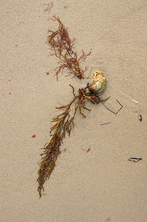 Beachcomber36