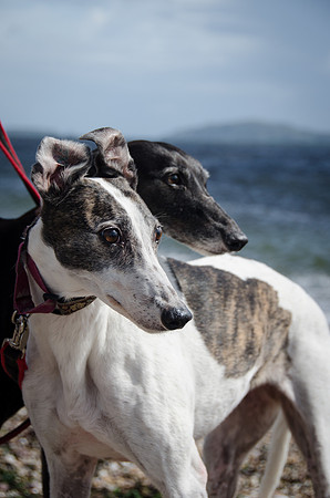 Girls on Kintyre