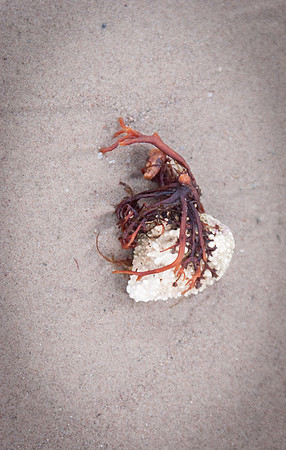 Beachcomber 62