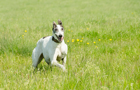 In the Meadow 6